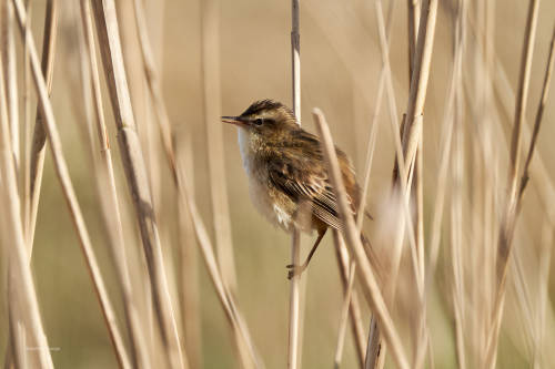 Singing in the reedA trustful sedge warbler (I hope the identification is right ;-))