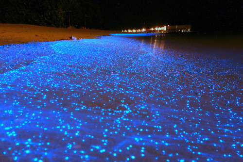 A tide of bioluminescent phytoplankton in Maldives.