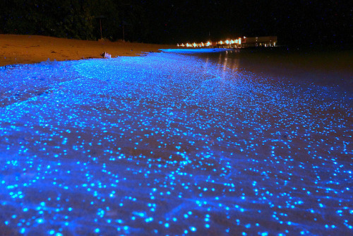 chezpicker-uk:A Maldives beach awash in bioluminescent Phytoplankton looks like an ocean of stars