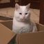 whymycatstillscratchingatme