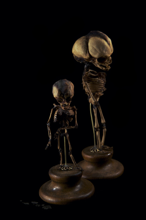 ryanmatthewcohn:Fetal Skeletons. Prepared by Ryan Matthew. Photo by Sergio Royzen.