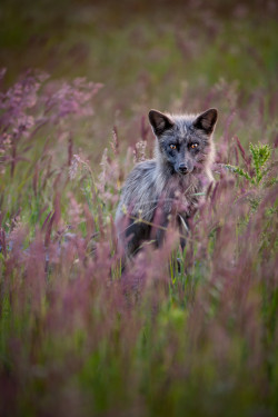 albinocoyote:  Red Fox (Silver) by Doug van Kampen 