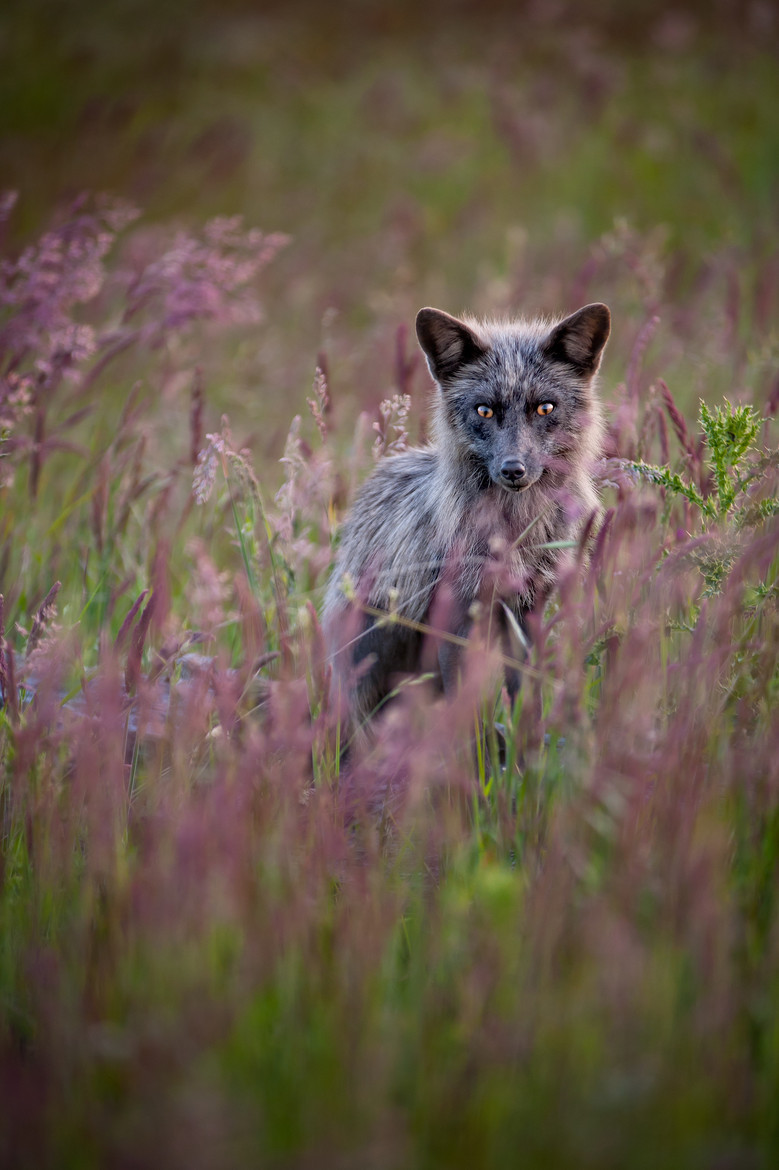 10bullets:  What Does the Fox Say? by Doug van Kampen