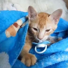 Cat With Paci
