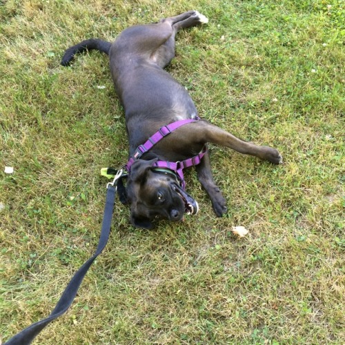 I tugged and instead of standing up and walking she rolled sideways like a sack of potatoes.