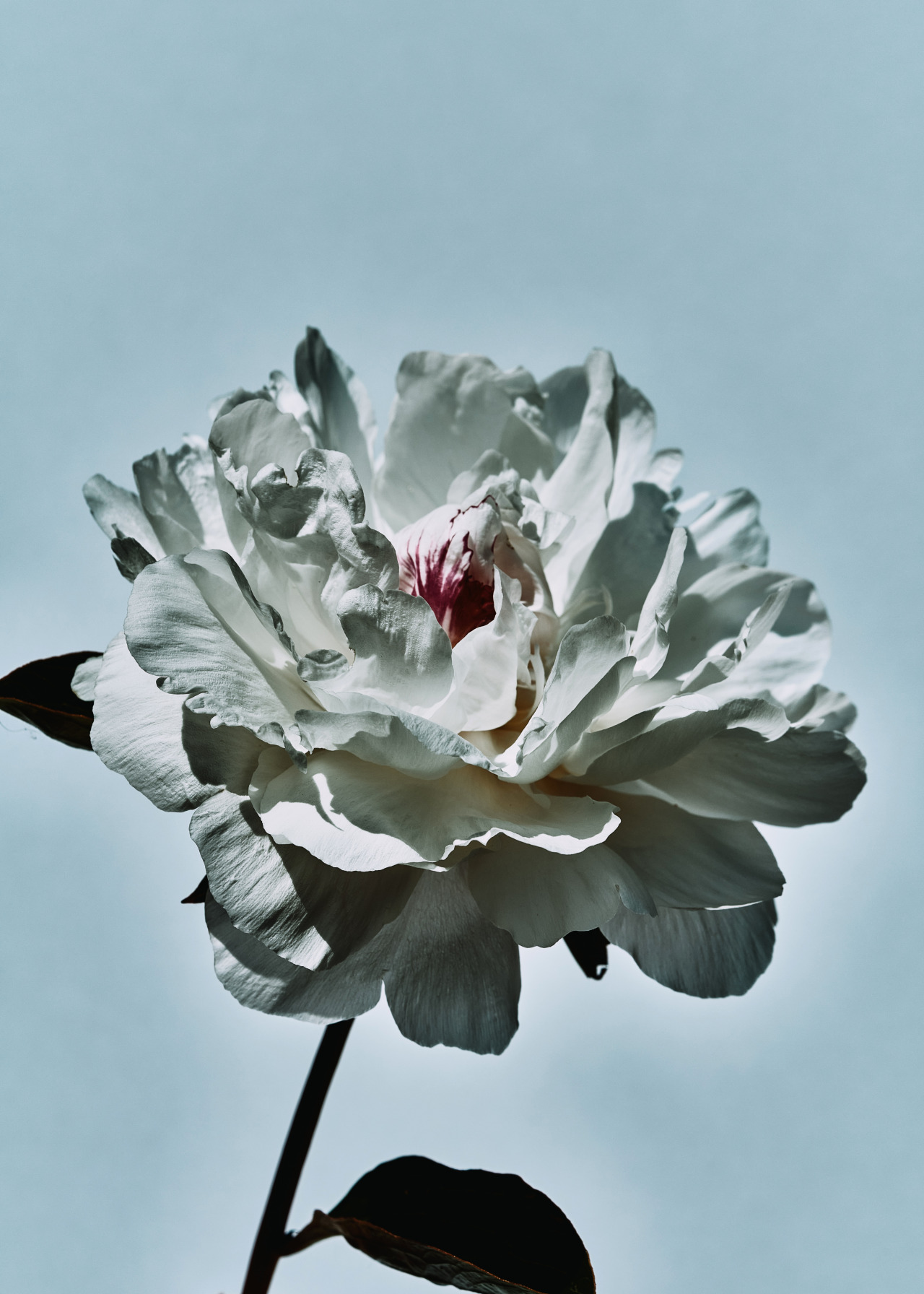 PIVOINE BLANCHE
Serie : “Flower From My Secret Garden”
Photo : Frederic Sofiyana