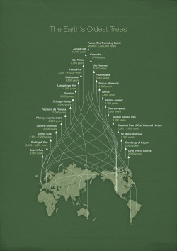 nevver:  Earth’s Oldest Trees 