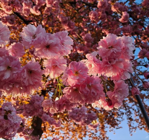 Here Are Some Cherry Blossom Pictures That I Took Last Week.