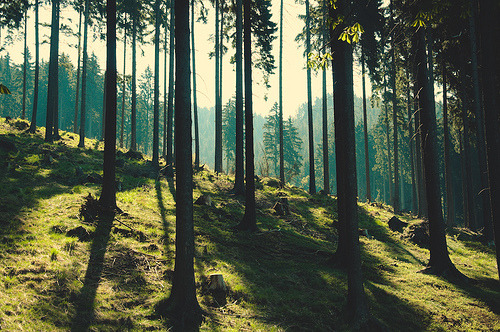 natureac:  This blog will make you feel at peace