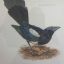 feathersbonesandstones