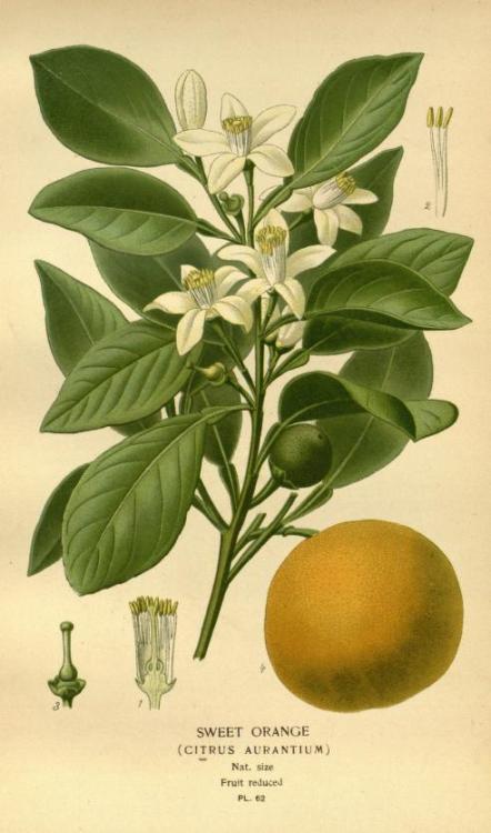 heaveninawildflower: Sweet Orange. Plate from ‘Favourite Flowers of Garden and Greenhouse&rsqu