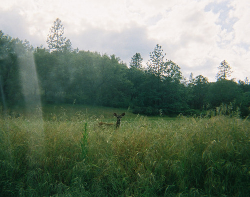 doomhope: graceandgirlhood:India Rose [ID: A deer stands in a field of tall grass near a forest. /En