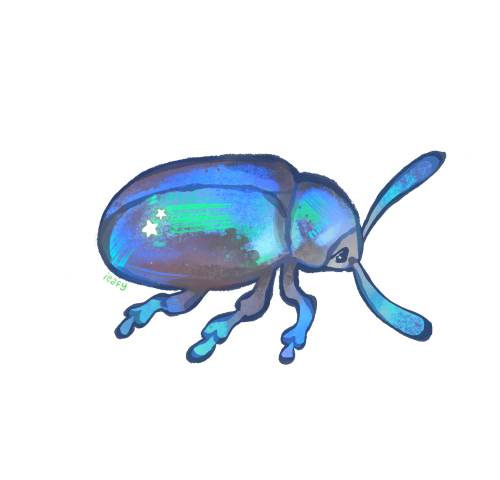 A Bug! A Beetle Bug!