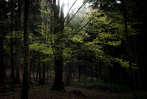 Spring Forest by Widmer Luca on Flickr.