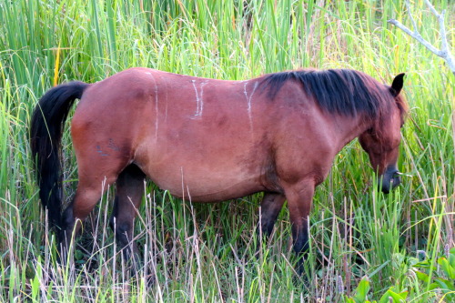 Wild mustangs in the North Carolina