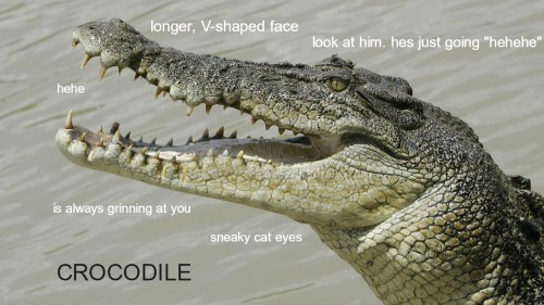 cry-olophosaurus: bulucimix-aquamega:  ecliptic-bite:  tyrantisterror:  instishoot:  silverhawk: the differences between crocodiles and alligators in case u were not aware @dholes  Both are friends.  @rashkah  But how about gharial and caiman?  here comes