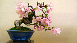 neo-japanesque:  Sakura Bonsai | Flickr -