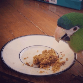 Elvis loves his birdie bread!