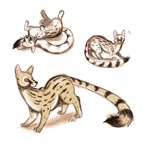 I&rsquo;ve been trying and failing to draw Lutin so I just drew him in his genet form~ 8&rsquo;D