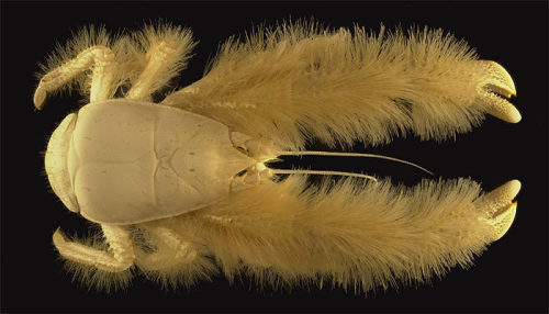 The Kiwa Hirsuta, also known as the Yeti Crab, is a crustacean that lives in the South Pacific Ocean