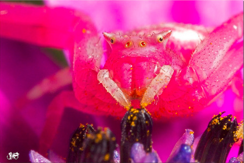 adorablespiders:a very pink Crab Spider (or flower spider) image source