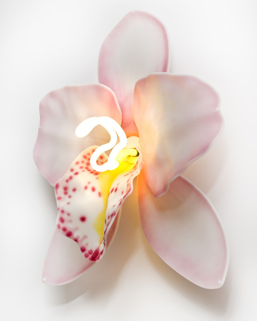 itscolossal:Neon-Illuminated Glass Orchids by Laura Hart Consider the Flowers’ Fragility and Resilie