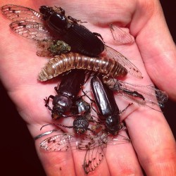 bone-lust:  BONELUST Q&amp;A: “How do I naturally preserve this small insect I found?&ldquo; These are recent insect finds for upcoming BoneLust art &amp; jewelry projects. Everything was found dead and naturally dry preserved in a warm dry place, checked