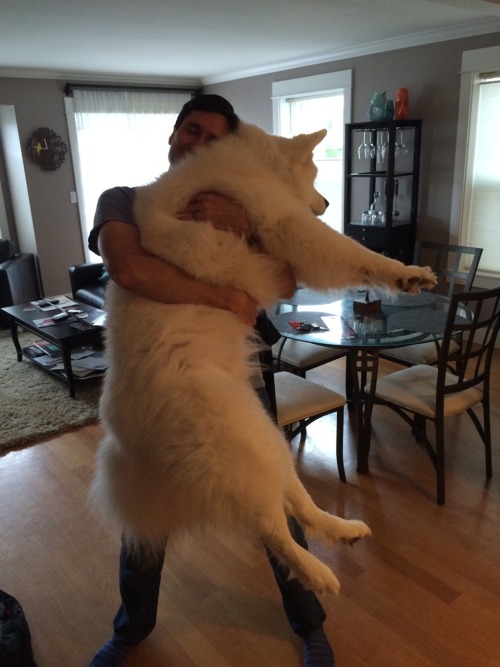 nelliescoffee: skookumthesamoyed: Little boy / big boy i’m FLOORED