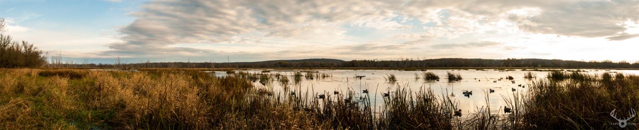 huntshots:  Really missing the sound of Ducks flying in.