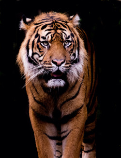 llbwwb:  Sumatran Tiger by David Whelan /