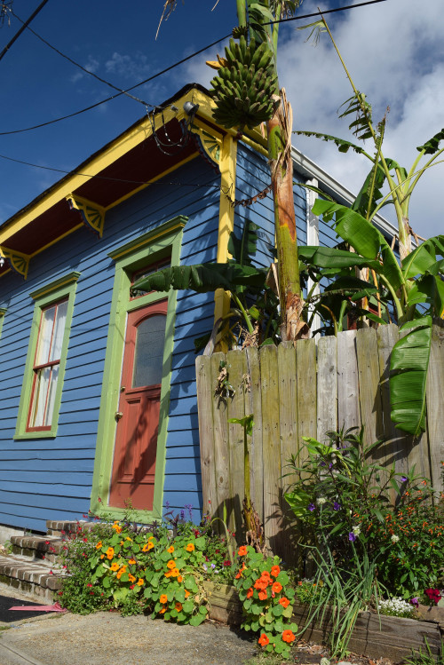 Color in the Irish Channel. New Orleans, Louisiana. April 2016.・For optimal photo quality, view the 