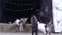 blazepress:  This Baby Goat Stampede Is the Cutest Thing You’ll See Today