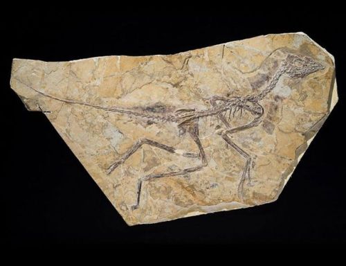 Aurornis Xui displaces Archaeopteryx as the dawn bird? A museum drawer at the Fossil and Geology Par