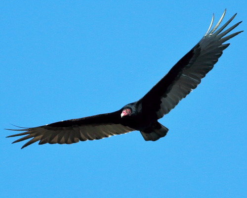 A vulture coming in for a look.