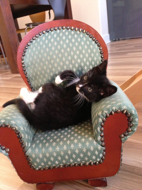 kyrianne:impala-drama:Today, I found a kitten sized chair and, luckily, I had a kitten to put in it.