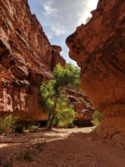 amazinglybeautifulphotography:The water gets most of the praise but check out this tree. Havasupai Trail, Supai, AZ [1920X1080] [OC] - Pharmdtraveler