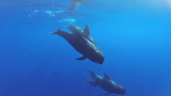 seatrench — Pilot Whales are large oceanic dolphins, ...