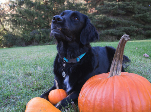 spoopy teef