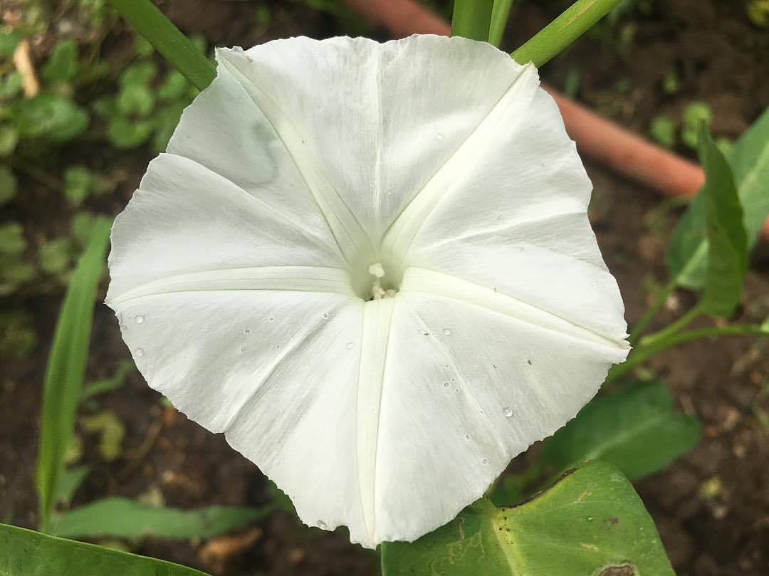 First blooms of the Rau Muong, aka Gazun, Water Spinach, Chinese Watercress, Ipomoea aquatica and so on. Inspired by stories of Vietnamese soldiers carrying sprigs of Rau Muong leaves to new areas where they’d plant them in watery bomb craters during...