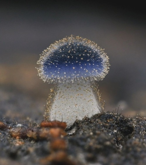 Mycena Subcyanocephala Fungi Translates To The "blue-head" And Measures At Only A Single Millimeter.