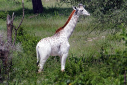 sixpenceee:  Rare White Giraffe Is Spotted