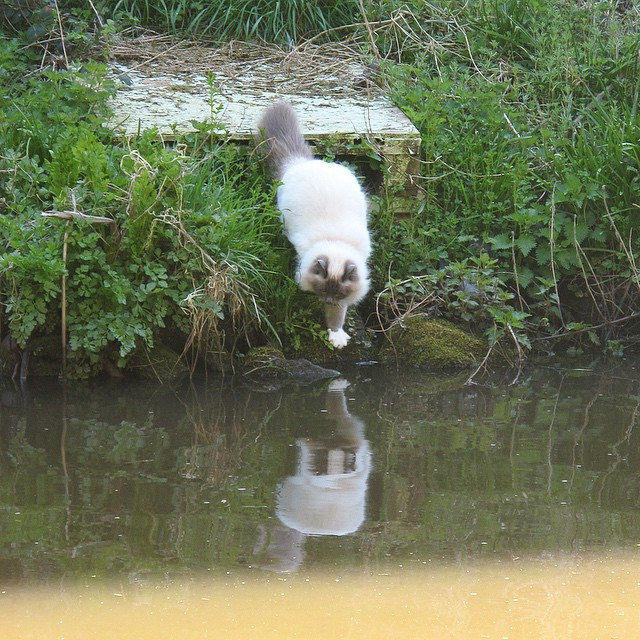 Canal cat. No, it didn’t fall in, but it drank some canal water. Ew. by quimby on Flickr.