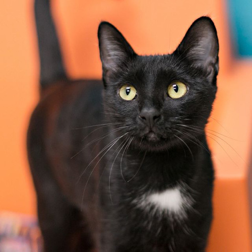 shelterpetproject:Are YOU worthy of a cat from the Black Cat Club?I’m Haides from Collier Domestic A