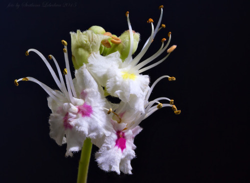 skaistieziedi: Svetlana Lebedeva - chestnut flower