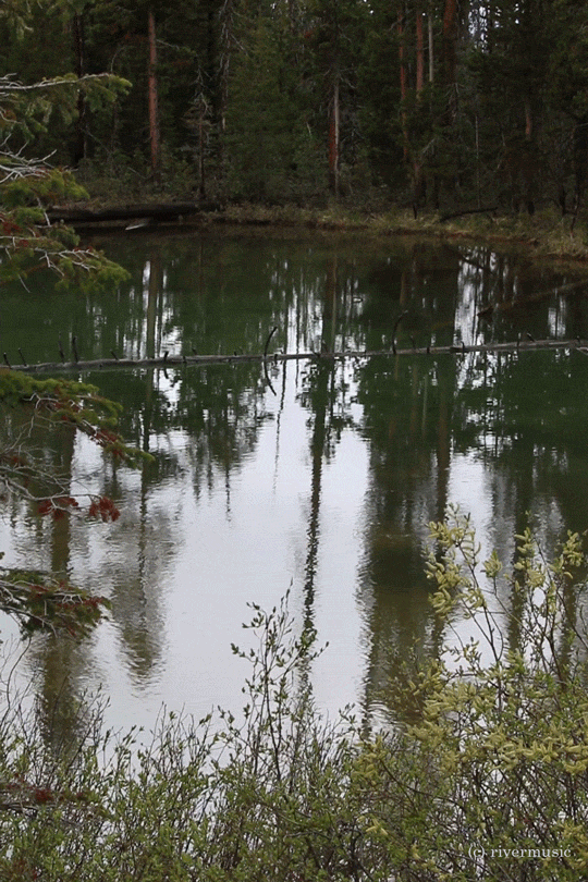 Winds were skimming over the surface of the wetlands&hellip;.&copy; gif by riverwindphotogra