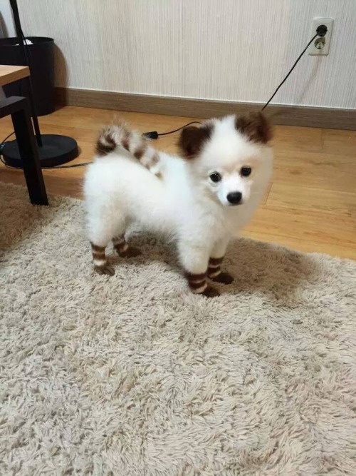 karlos86:colourmeinkxndness:    What do you mean this puppy isn’t wearing socks?    You seem… to have…. a pokémon…