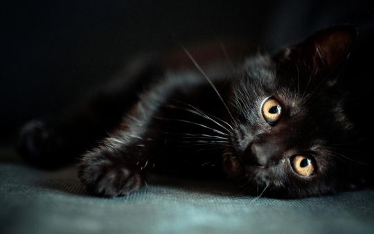 Cheer Up Post #4385 - Black Kittens Edition
