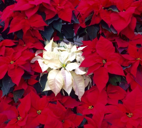 Poinsettias, Merrifield Nursery, 2015.I am a sucker for bright colors at this season.