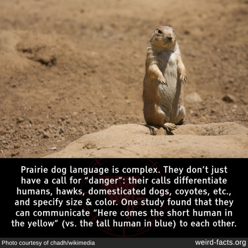 Prairie dog language is complex. They don’t just have a call for “danger”: their calls differentiate