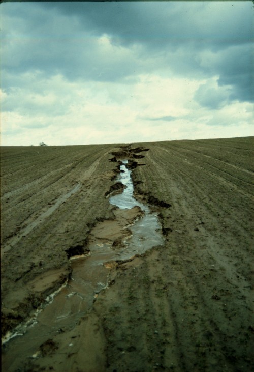 Soil Erosion - Surface Cover and Land Use“A dense cover of vegetation with plant residue on the grou